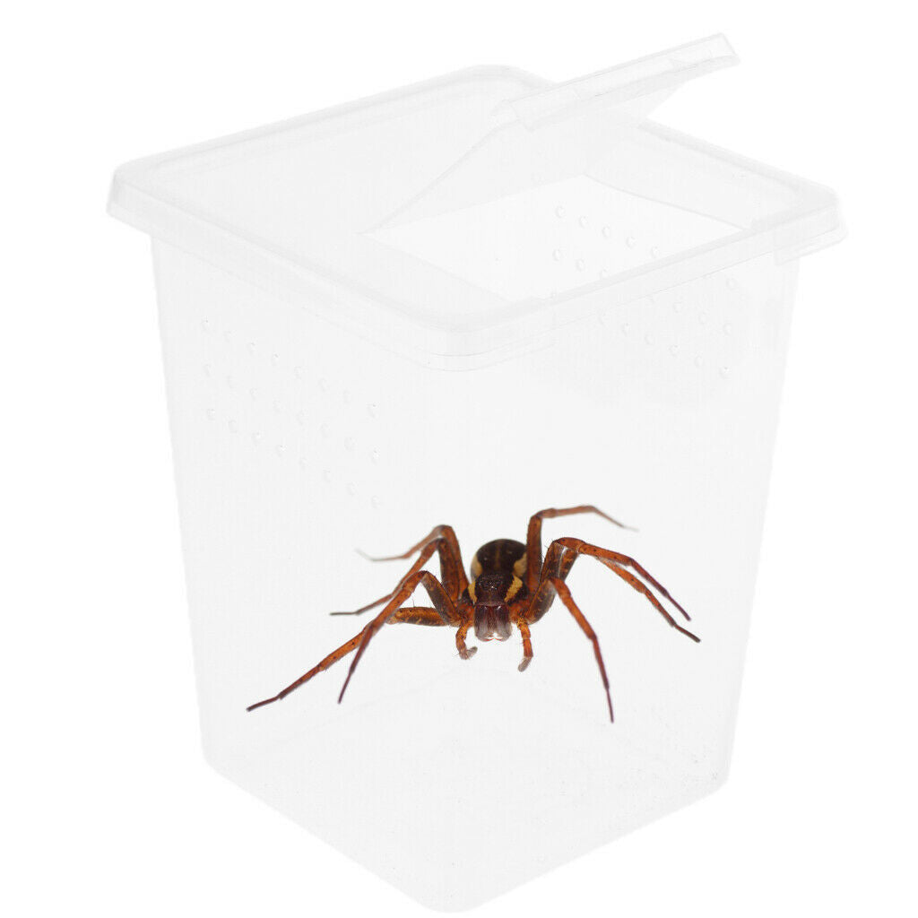 3x Plastic Insect Spider Habitat Feeding Box Cage Container Tank 8x8x11cm