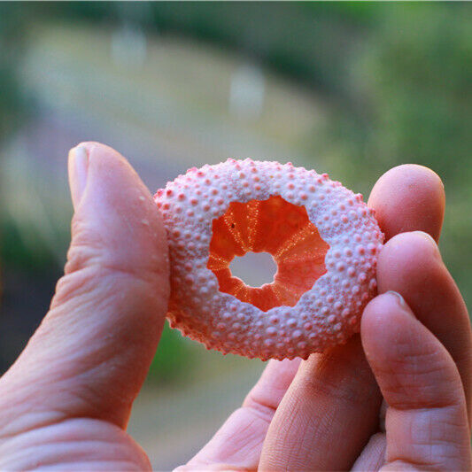 1Pcs Natural 3-5cm Pink Sea Urchin Shells Ornament Flowerpot Plant Decor HH6964