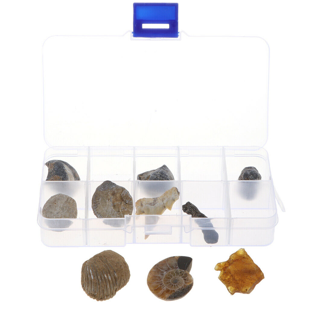 Pack of 10 Teaching Aids for Biology Copies 10 Pieces of Fossils