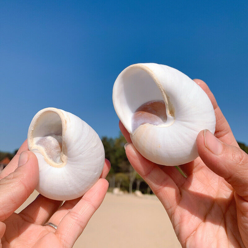 Natural Bread Snail Shells Hermitage Crab Replacement Conch Ornaments 7-8CM