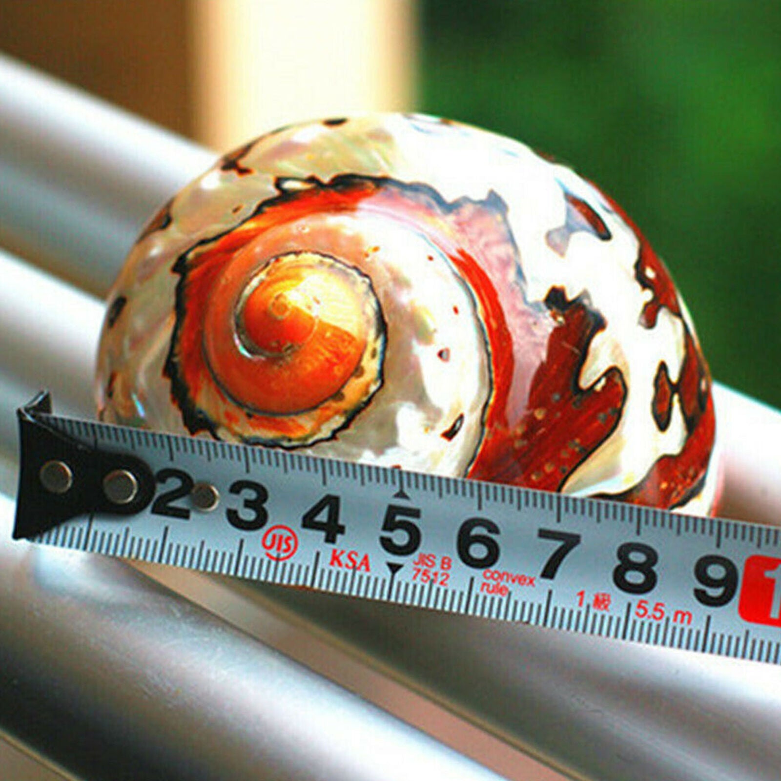 6-9.5cm Natural African Turban Sea Shell Coral Conch Snail Home Fish Tank Decor