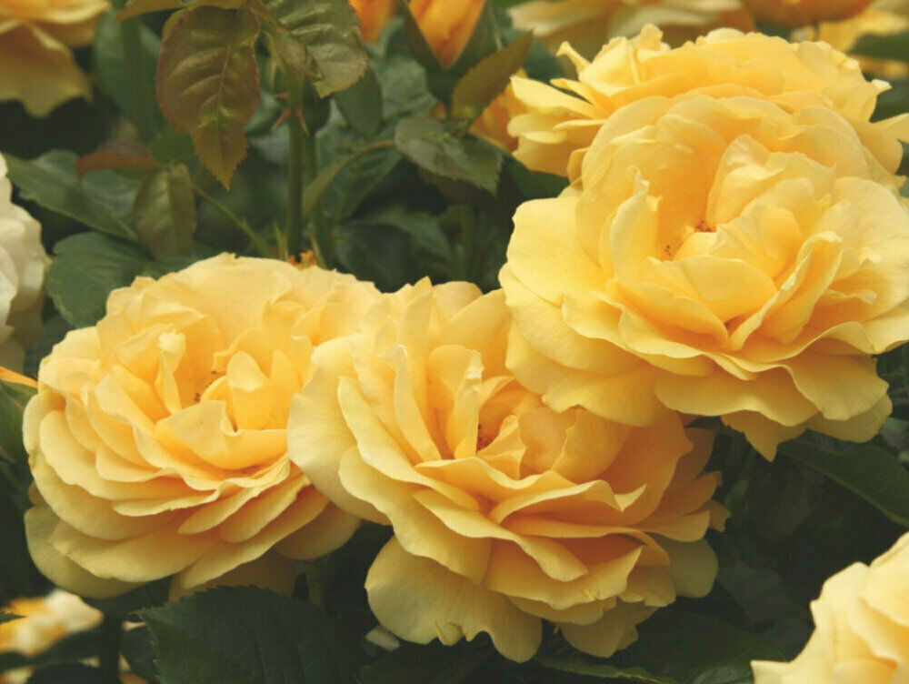 50 PCS Seeds Flowers Yellow Tea Rose Perennial Plant Home Garden High Quality