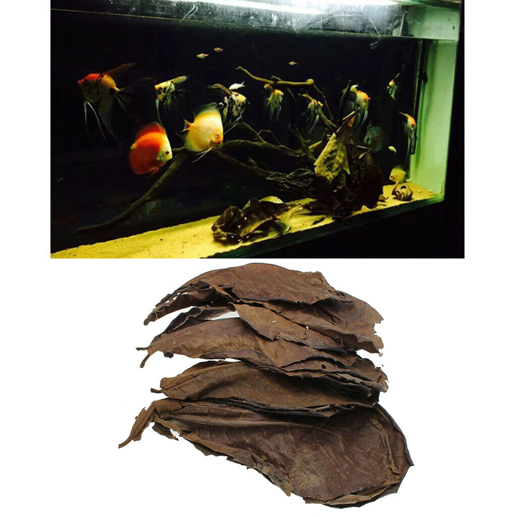 Pack of 10 Terminalia Catappa Leaves Aquarium Shrimp   Hermit  Dry Leaf