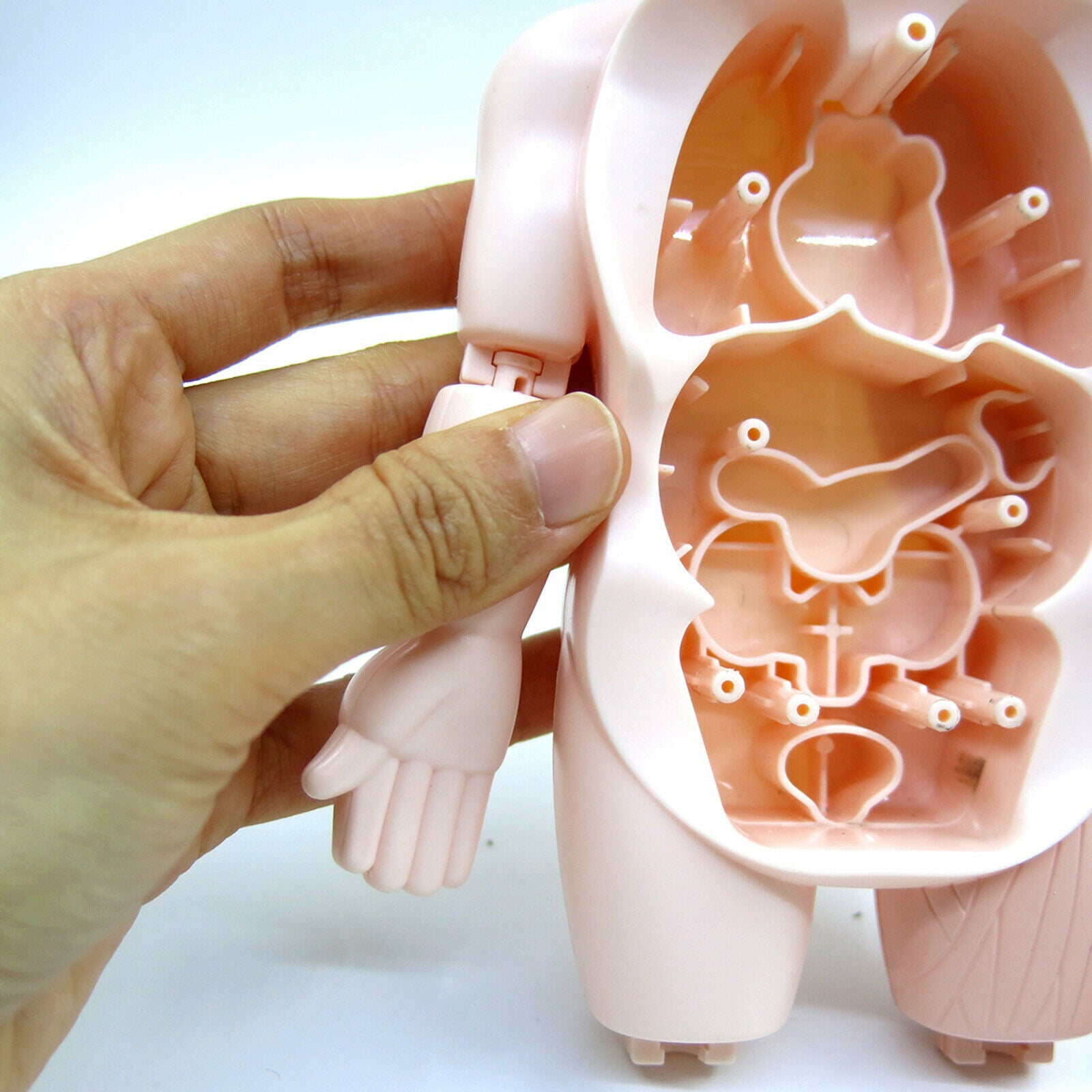 Realistic Human Body w/ Organs Anatomy DIY Toys Kits Body Organ for Science