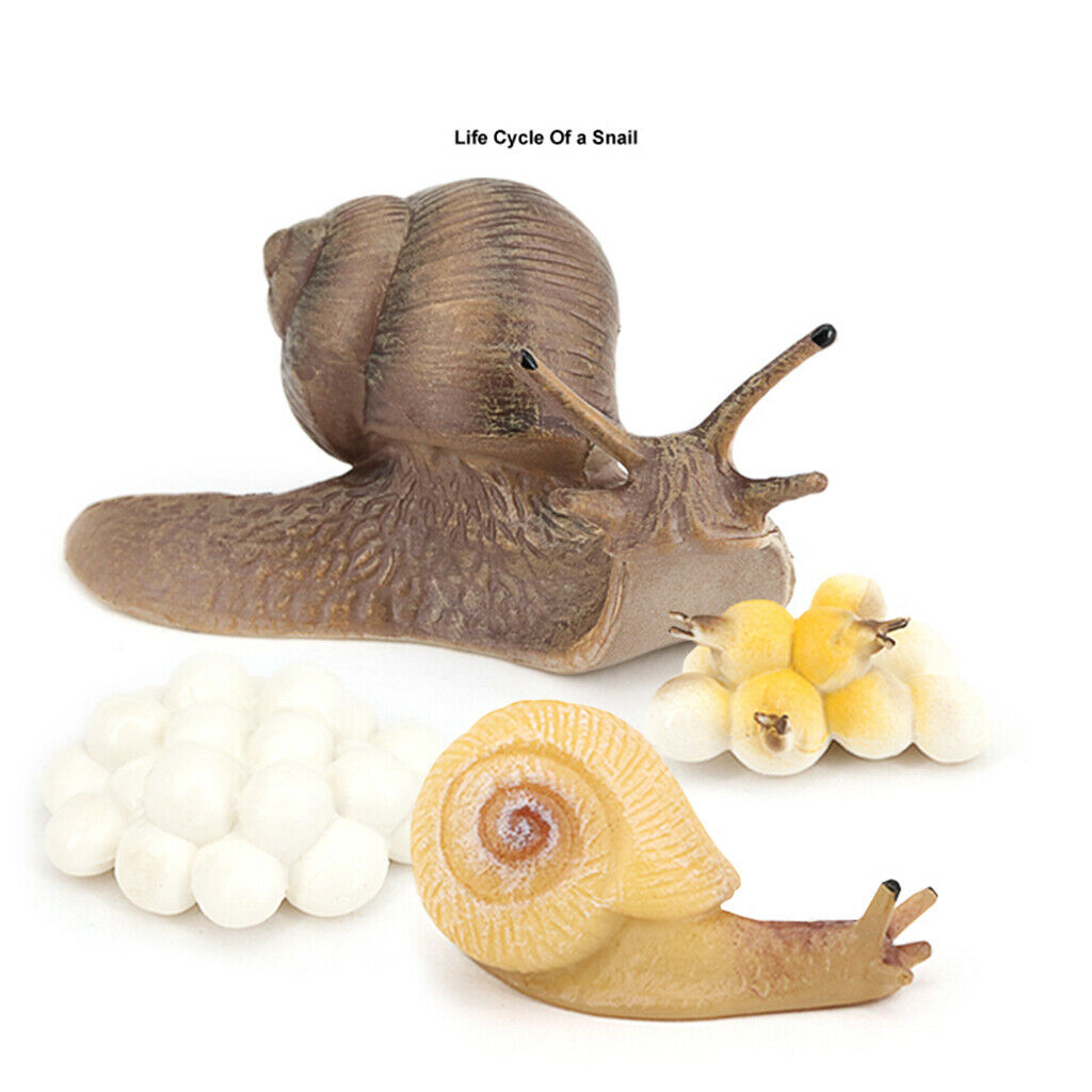 Simulation Snail Growth Life Cycle Child Educational Learning Cognitive Toys
