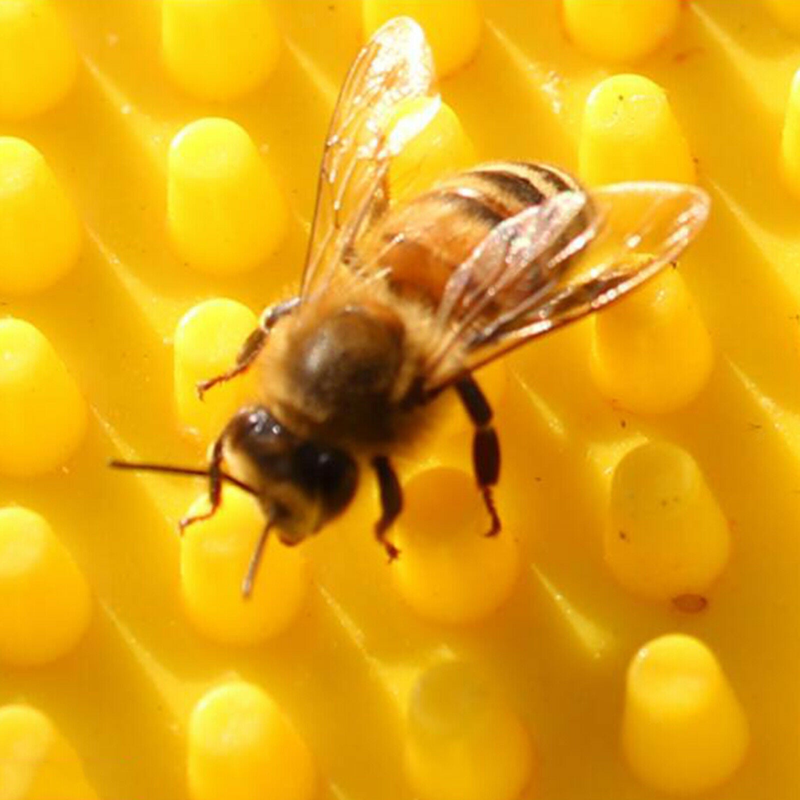 Plastic Bee Water Feeder Beehive Beekeeping Water Dispenser Honey Bee Feeder