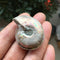 1 Pc Half Cut Natural Ammonite Shell Fossil Specimen Madagascar Decoration
