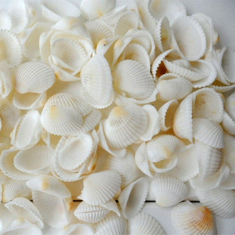 40 pcs Mini Fan Shells Natural Seashells Beach Fish Tank Aquarium Ornament Decor