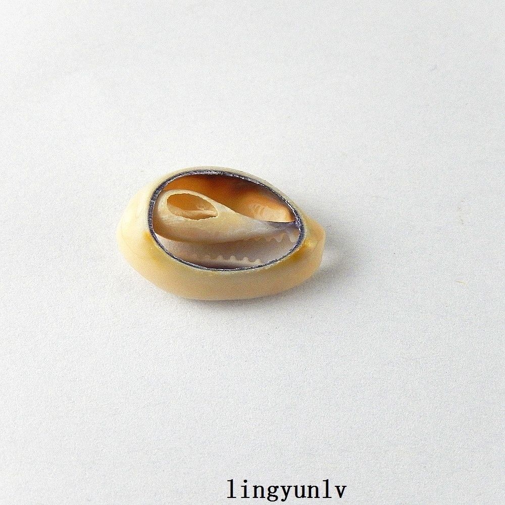 40pcs Mini Natural Shells Sea Conch Ornament Crafts Decorations 16mm-25mm