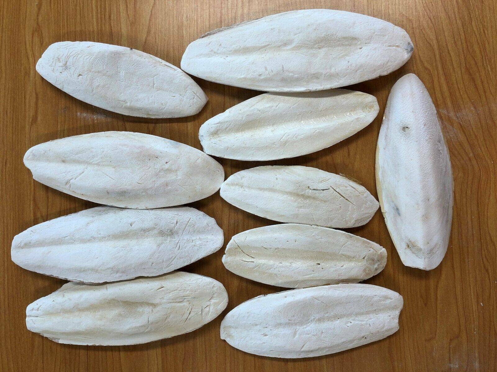 Cuttlefish Cuttle Fish Bone Calcium For Tortoise, Turtles, Birds & Small Animals