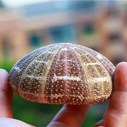 Natural Green Spotted Sea Urchin Shell Ornament Flowerpot Fish Tank Decor HH6965