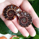 1 Pc Half Cut Natural Ammonite Shell Fossil Specimen Madagascar Decoration