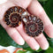 1 Pc Half Cut Natural Ammonite Shell Fossil Specimen Madagascar Decoration