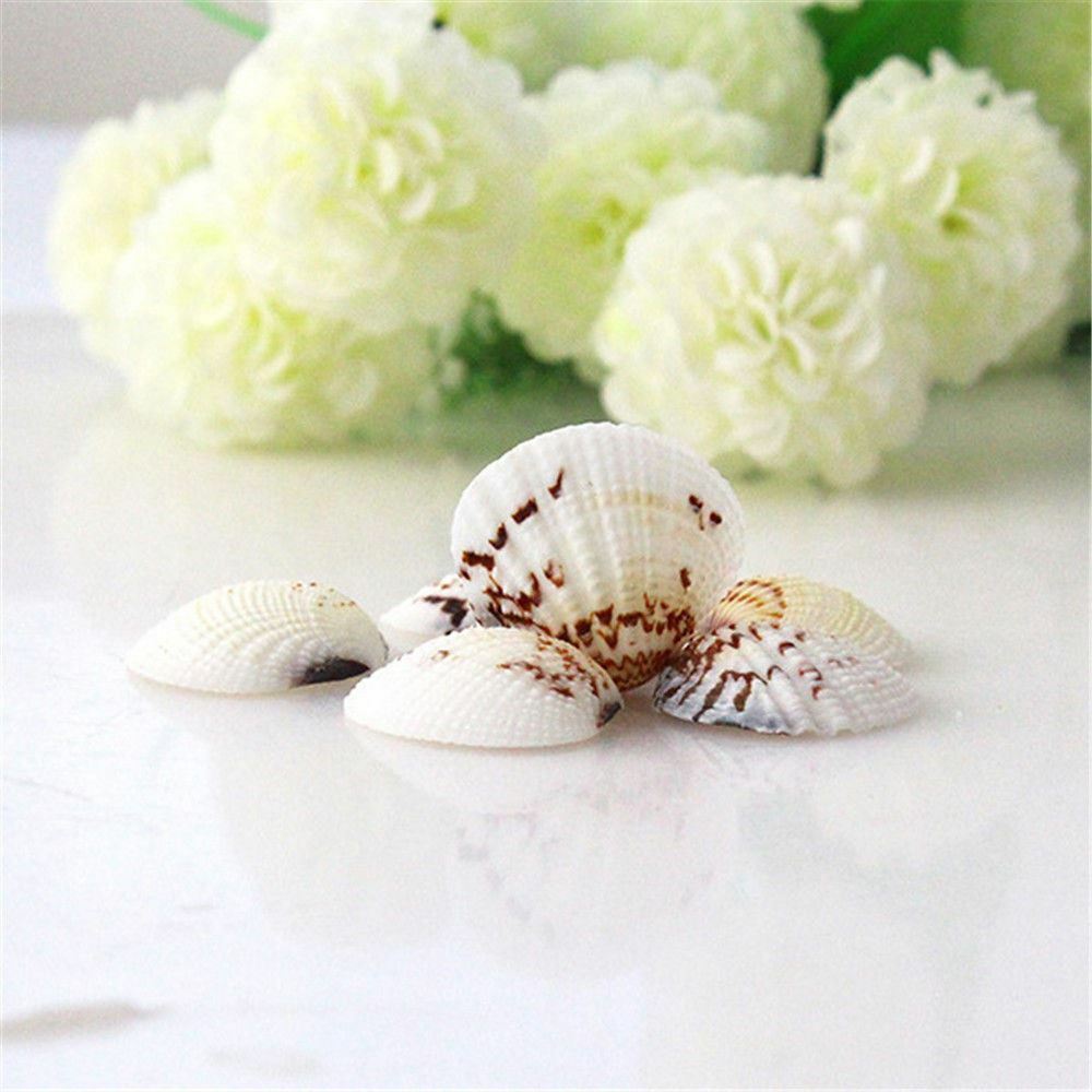 20 pcs Assorted Clams Shells Seashells Crafts Aquarium Fish Tank Nautical Decor