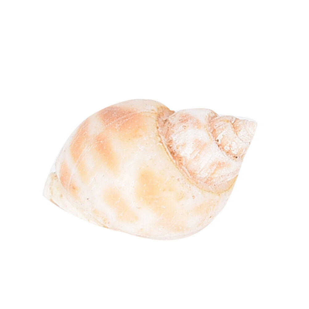 Aquarium Mixed Bulk Sea Shells Beach Shell Table Decor Craft FUN HOT B Re