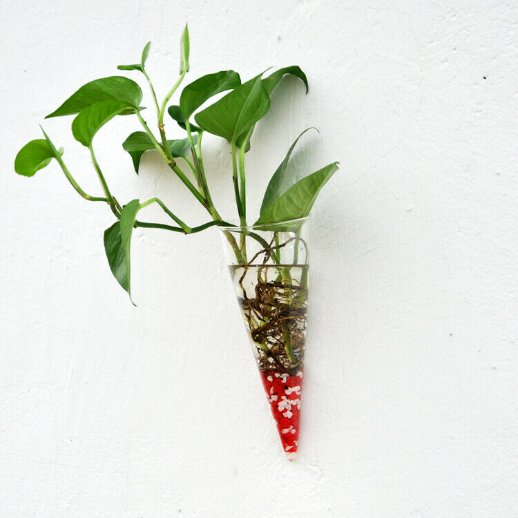 Wall Mounted Glass Cone Vase Hanging Planter Air Plant Holder Terrarium