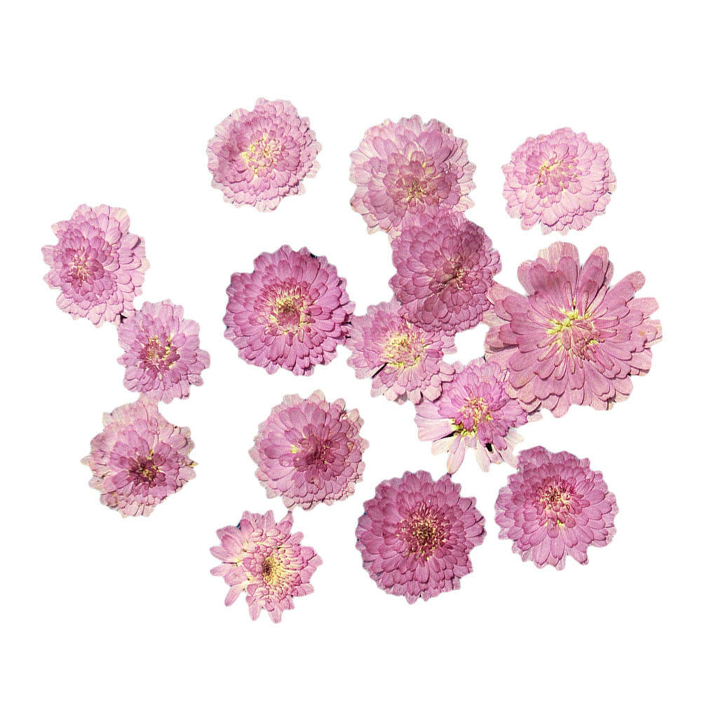 10x Pressed Real Dried Flowers Leaves for DIY Arts Craft Card Making 02