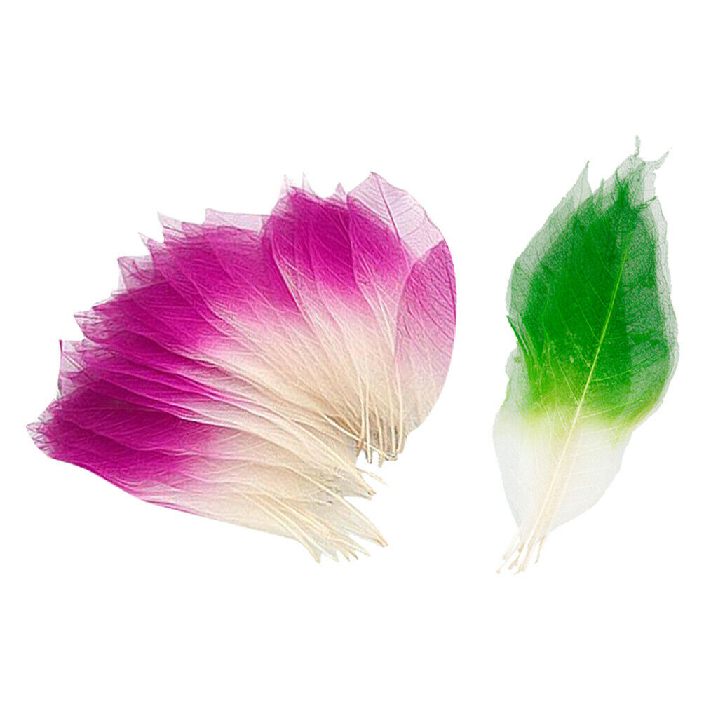 100Pieces Natural Magnolia Skeleton Leaf Leaves