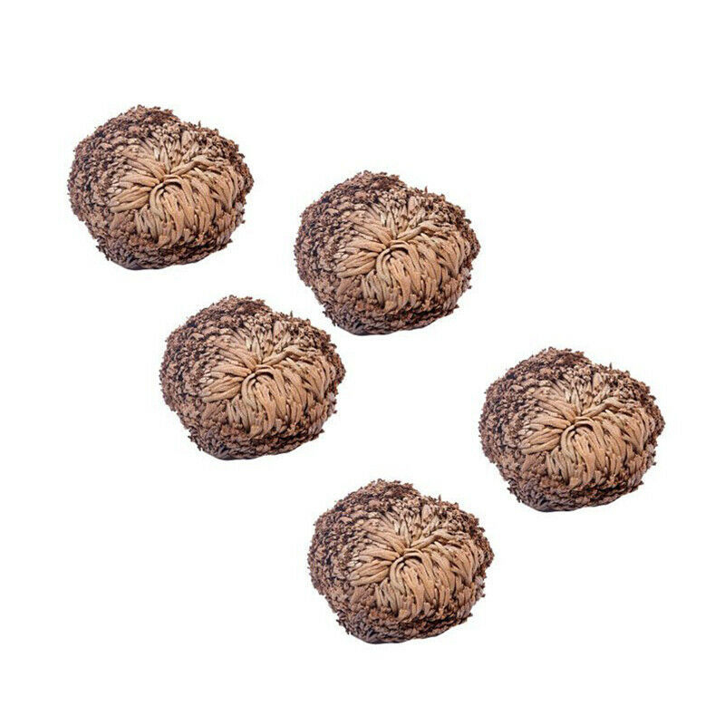 1pc Dried Flower Magical Resurrection Plants Grass Air Fern Selaginella Moss hot