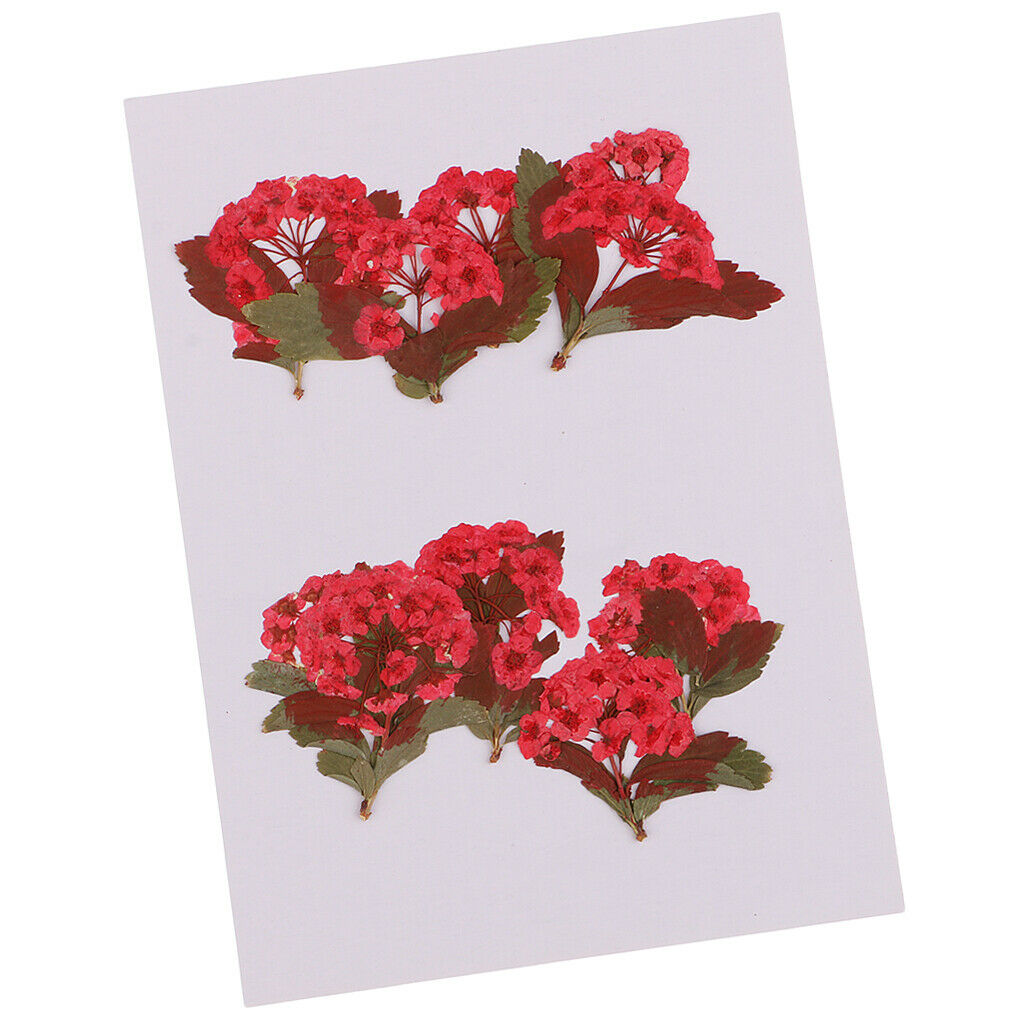 10x Red Flower Dried Flowers Ornaments for DIY Phone Case