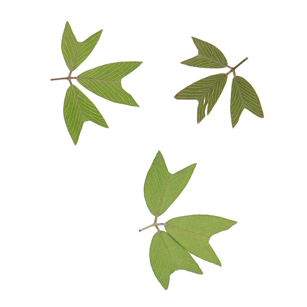 10 Pieces Beautiful Pressed Dried Flowers Leaves for Arts Crafts DIY Decor