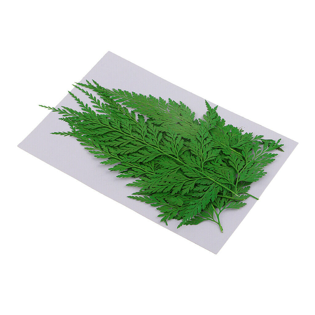 18Pcs Natural Press Ferns Leaves Pressed Real Dried Flower Dry Leaves for DIY