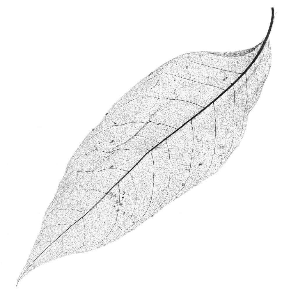 100x Magnolia Skeleton Leaf Leaves for Scrapbook Craft Wedding Black Coffee