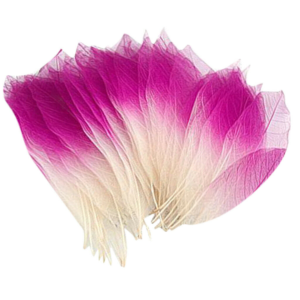 100Pieces Natural Magnolia Skeleton Leaf Leaves