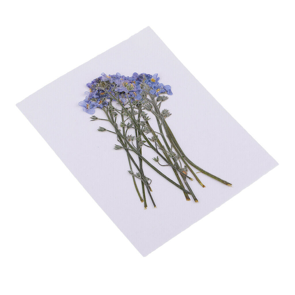 10 Real Pressed Flower Ornaments for Gift Box Decoration