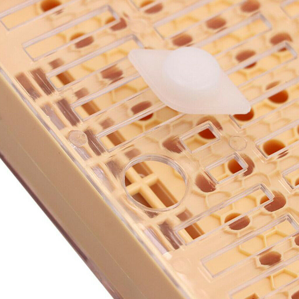 Beekeeping Bee Keeper Tools Breeding Queen Bee Cupkit Box System Beekeeping