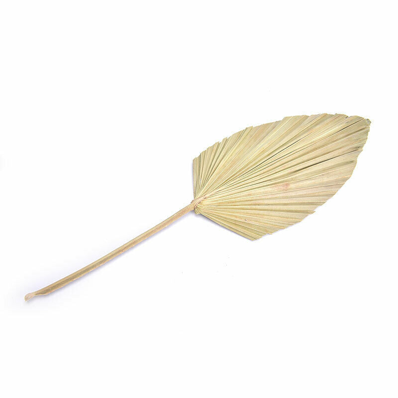 1pc Dried Flower Natural Pu Fan Leaf For DIY Home Shop Display Decorati.l8