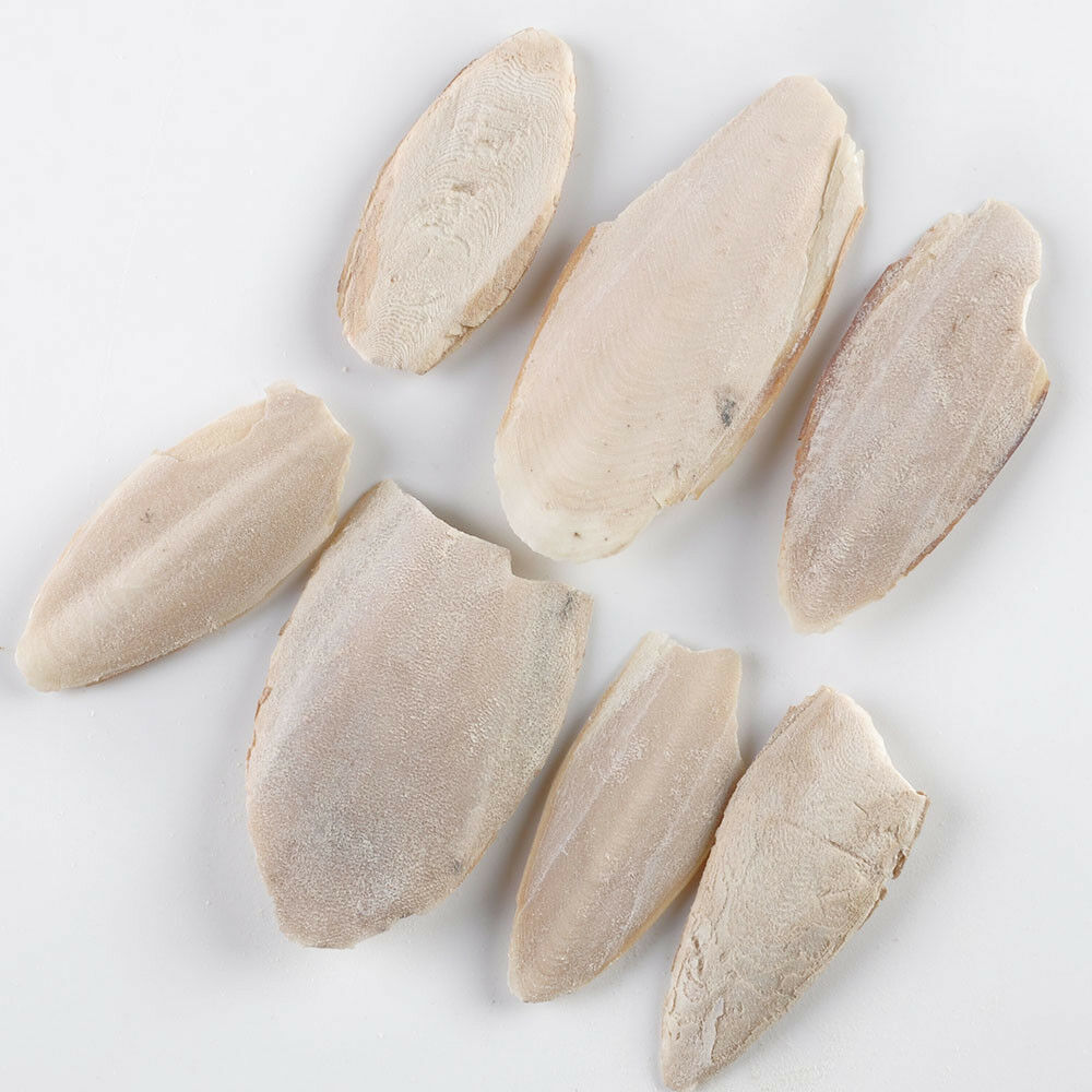 1 Pack Cuttlefish Cuttle Fish Bone Parrotts Birds Reptiles Rabbits Tortoise Food