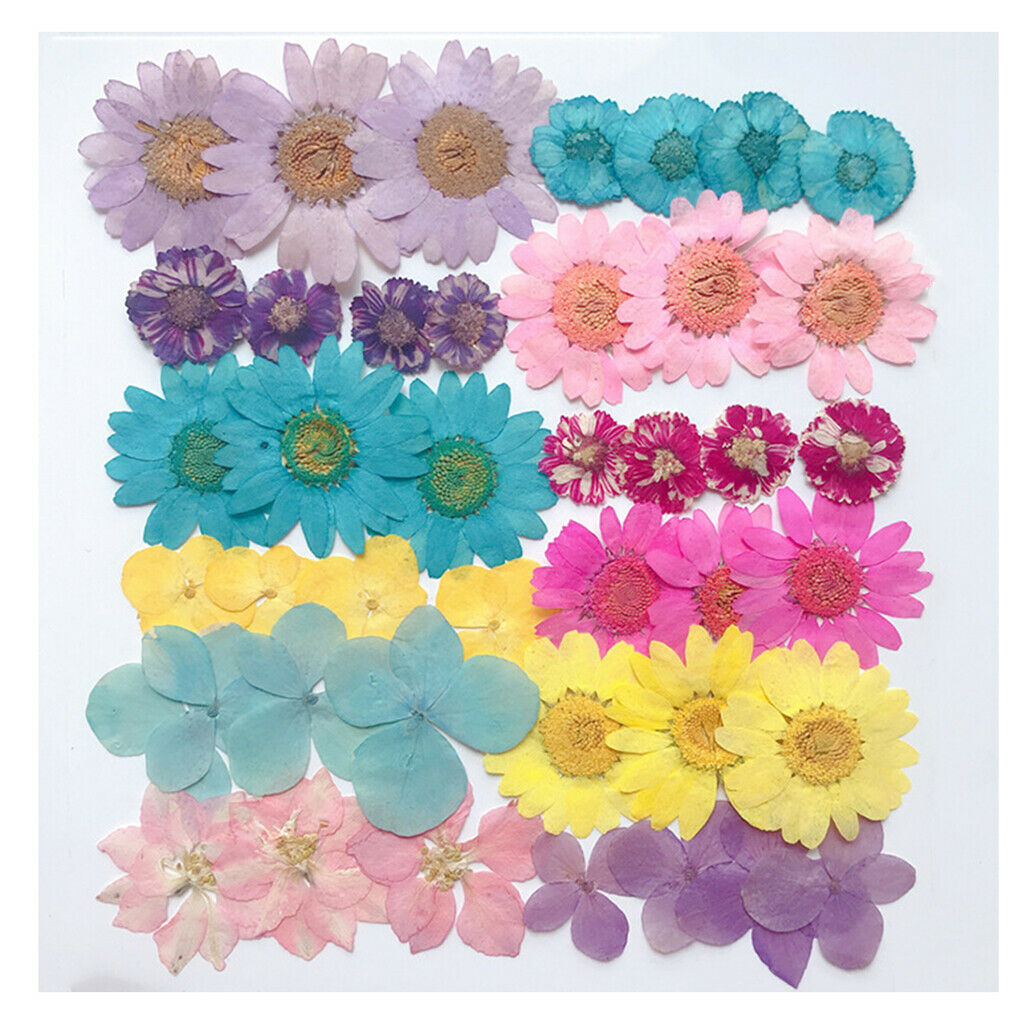 Pressed Flower Mixed Natural Dried Flowers DIY Art Floral Decors Collection Gift