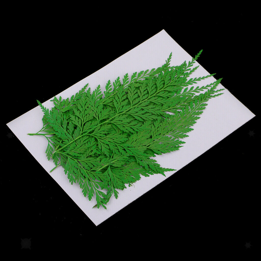 12 Pressed Dried Leaves Plant Specimen For DIY Art Craft Scrapbook Card Gift