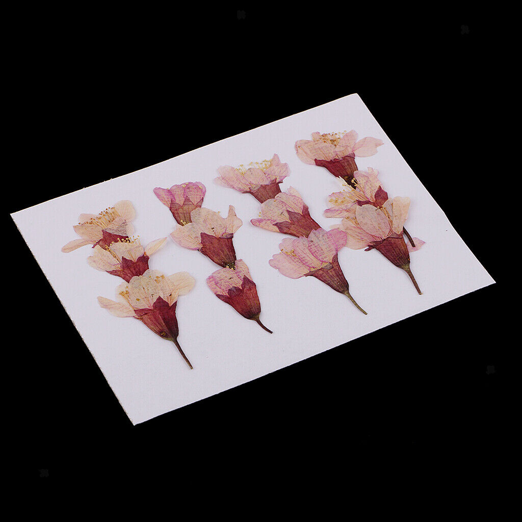 12 Pieces Natural Pressed Dried Flowers Sakura DIY Scrapbooking Arts Crafts