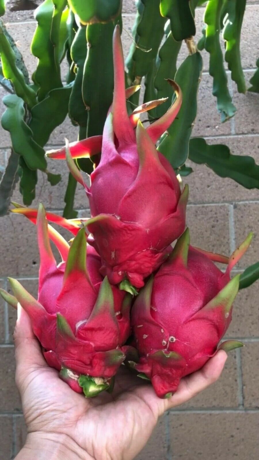 40 PCS Seeds Pitahaya Dragon Fruit Sweet Edible Fruit Home Garden High Quality
