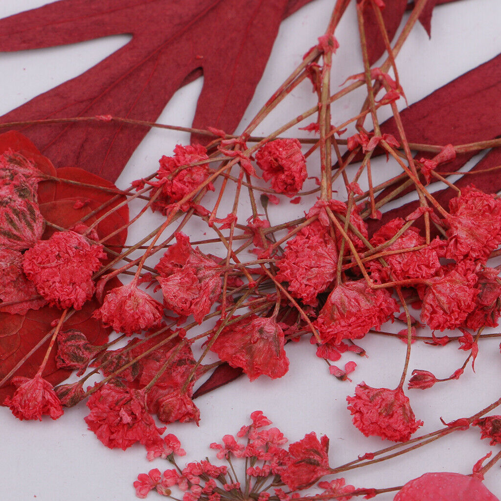 Multiple Mix Natural Pressed Dried Flowers Leaves DIY Arts Crafts 0.5-3cm