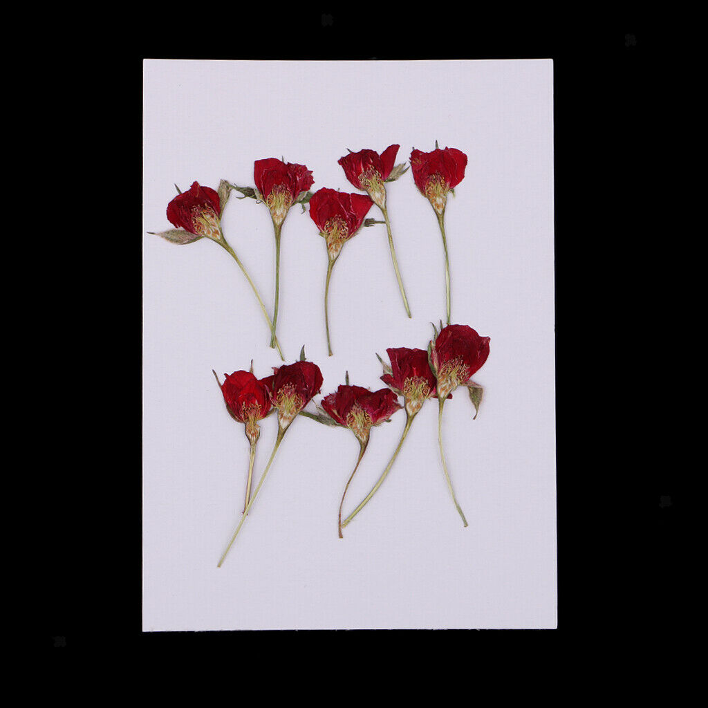 10 Pieces Natural Dried Flower Half Cut Rose Embellishment DIY Phone Case