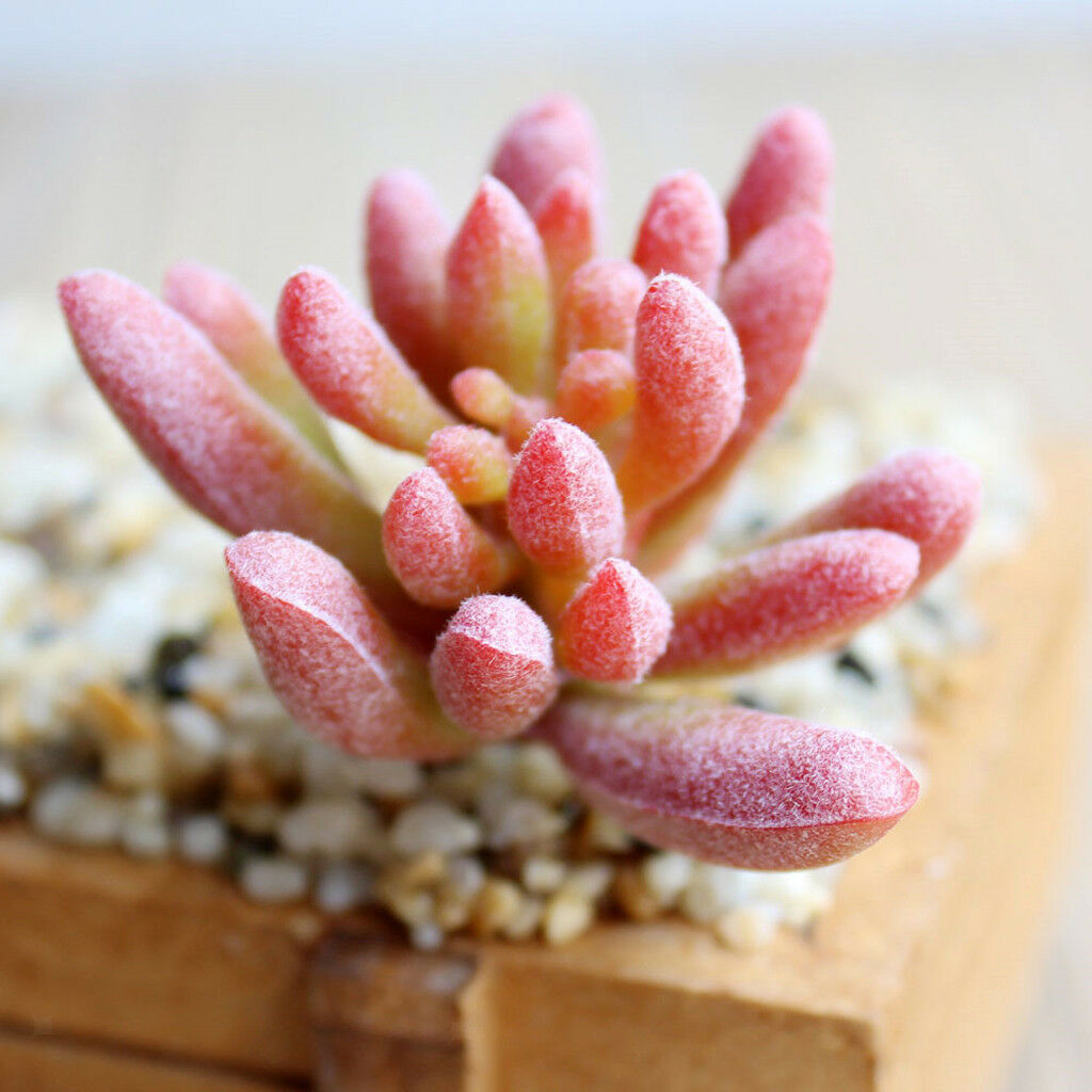 Artificial Succulent Flower Floral Stem Plastic Plant Foliage for DIY Pink