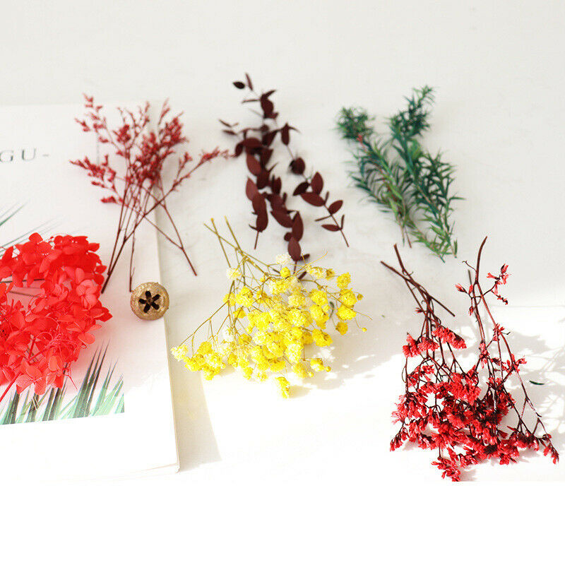 Real Dried Flowers For Diy Candle Making Jewellery Decorative Dry Press Flow KX