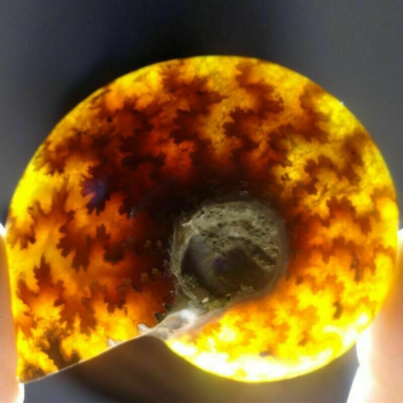 100% Natural Nautilus  Fossil Specimen Shell Healing Madagascar 30-40mm