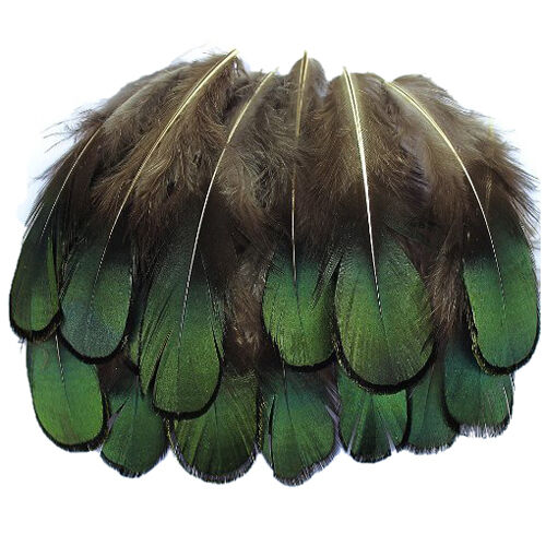 20 Pcs Green Ly Amherst Bronze Pheasant Plumage long 1.5-3 inches AD