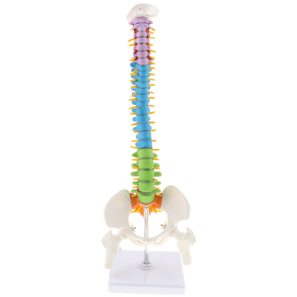 Human Vertebral and Pelvis Anatomical Spine with Stand for Science Classroom