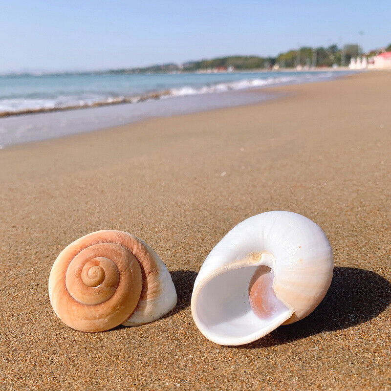 Natural Bread Snail Shells Hermitage Crab Replacement Conch Ornaments 7-8CM