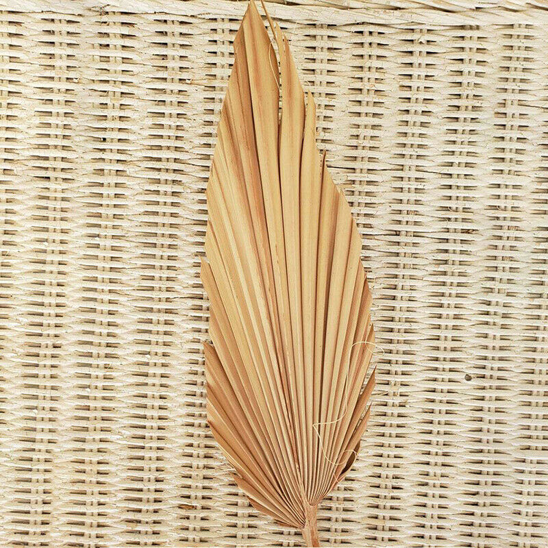 Palm Fan Leaf Dried Flower Palm Leaf Window Wedding Arch Arrangement Party A DF