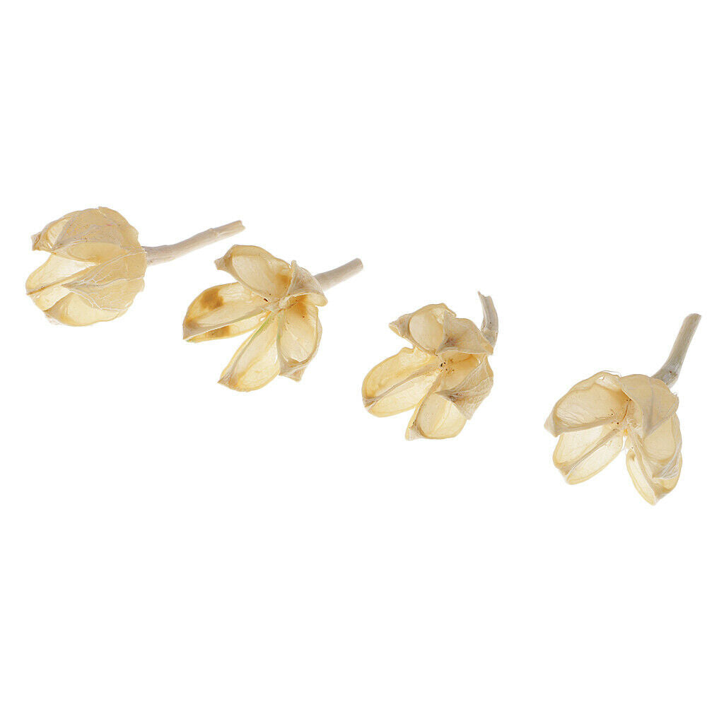 30x 2-3cm Dried Decolourize Rose Hips For Christmas Wedding Decor DIY Crafts