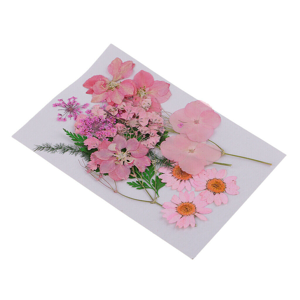 3 Pressed Dried Flower Leaves Specimen DIY Art Craft Scrapbook Card