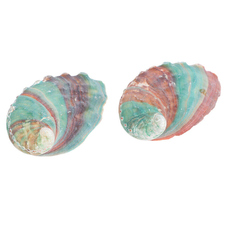 2pcs 6-7cm Abalone shell natural conch DIY handmade material photography .l8