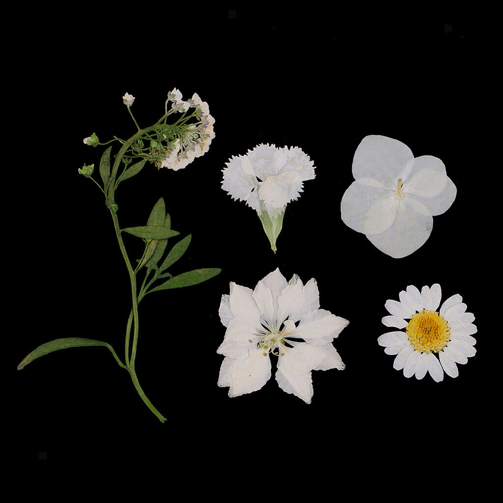 3 Bags Mix Natural Dried Pressed Flowers, Leaves, Crafts And Crafts 2-3.5 Cm