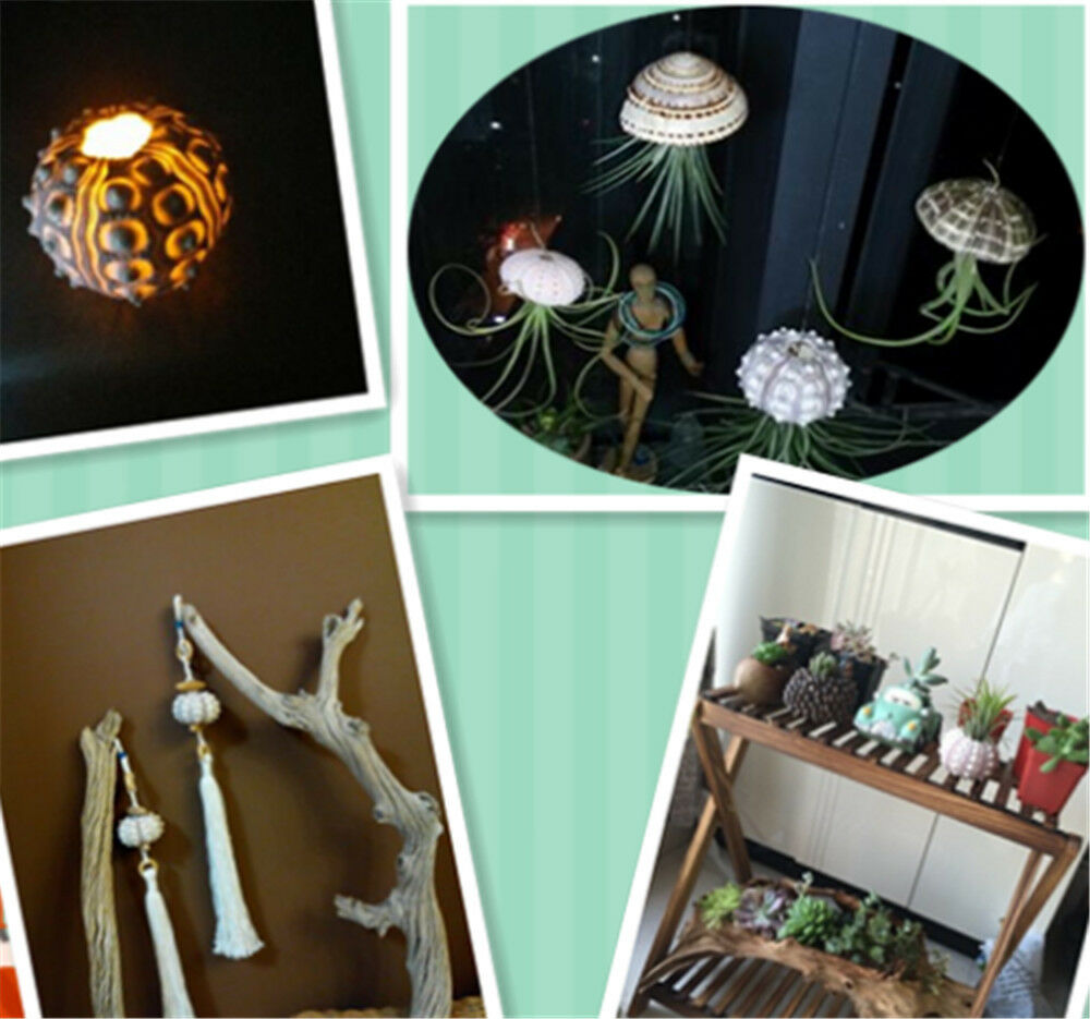 1 Piece Natural Sea Urchin Shell Ornament 4-8 cm Seashells Shells Nautical Decor